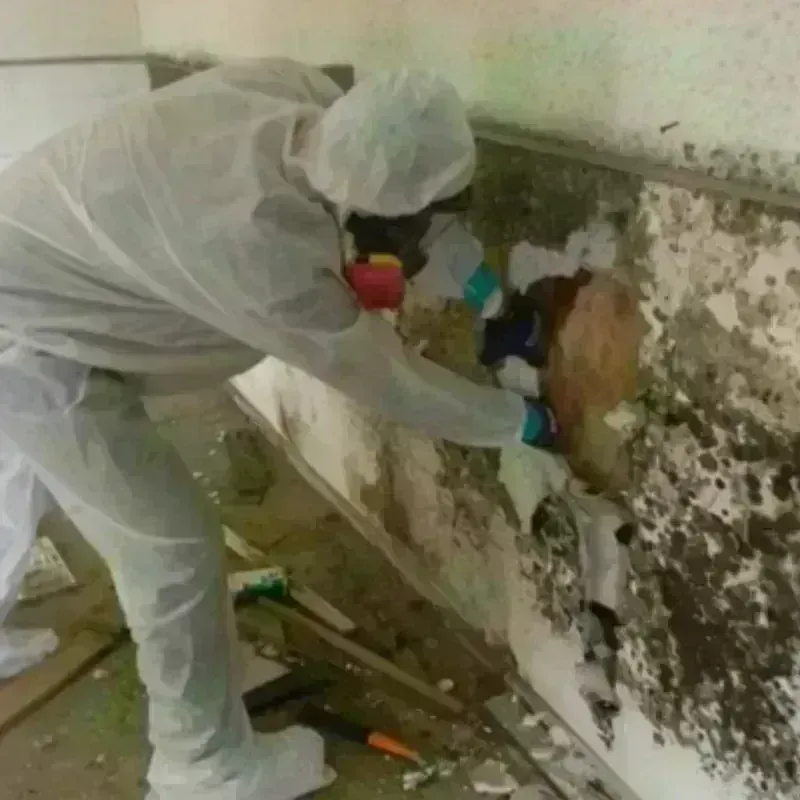 Mold Remediation and Removal in Sarita, TX